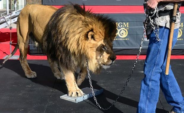 leaomgm10 - Como foi tirada a foto do leão da MGM?