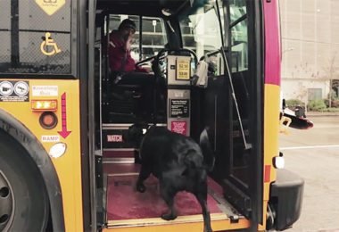 cachorro pega onibus 380x260 - Cachorro pega todos os dias ônibus para ir ao parque