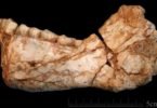 descoberta homo sapiens2 145x100 - BBC: Descoberto mais antigos fósseis de 