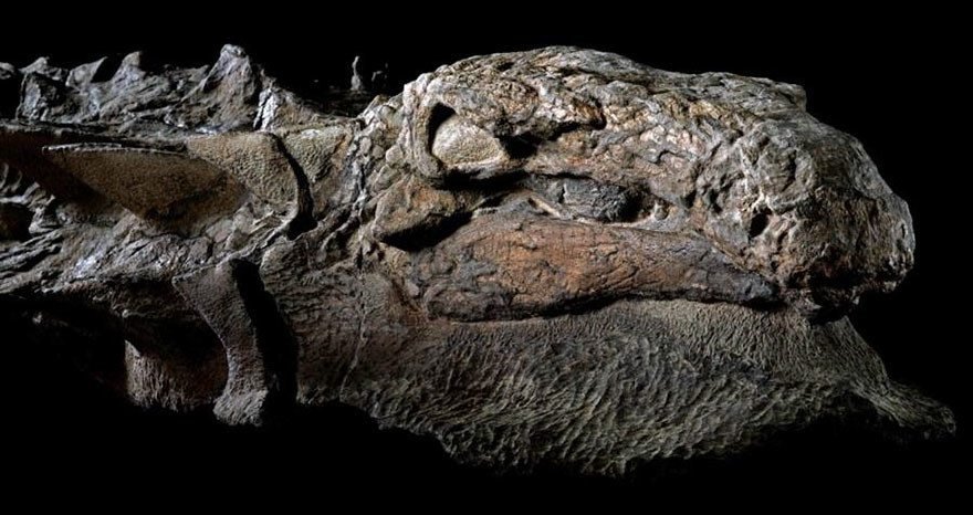 dinosaur nodosaur fossil discovery 1 - Fóssil de Dinossauro totalmente preservado pode ser visto em museu do Canadá