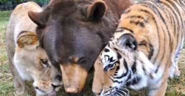 tres amigos urso leao tigre 375x195 - Desenhos 3d incríveis!