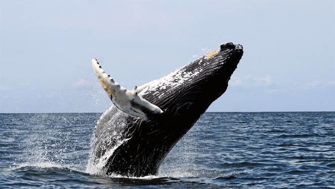 baleia jubarte 2 - Baleia Jubarte é filmada durante salto espetacular