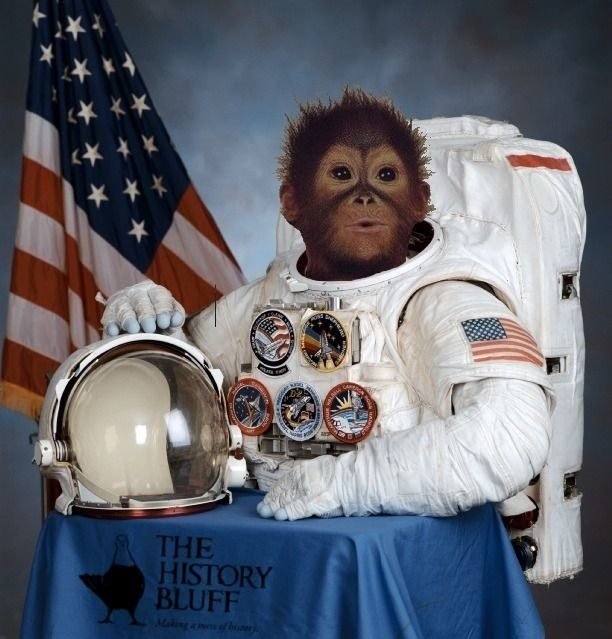 macacos no espaço - A interessante história dos pintinhos astronautas