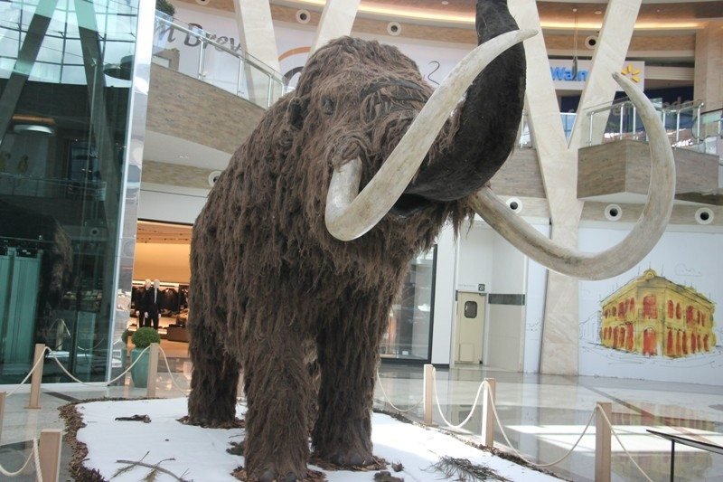 mamute lanudo - Dono do Paypal quer ressuscitar Mamute Lanudo já extinto