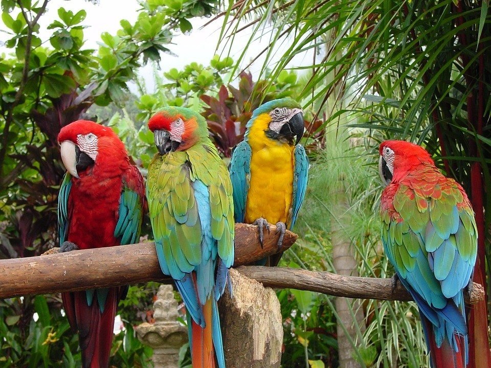 papagaios aviario - O maior aviário do mundo - O aviário mágico