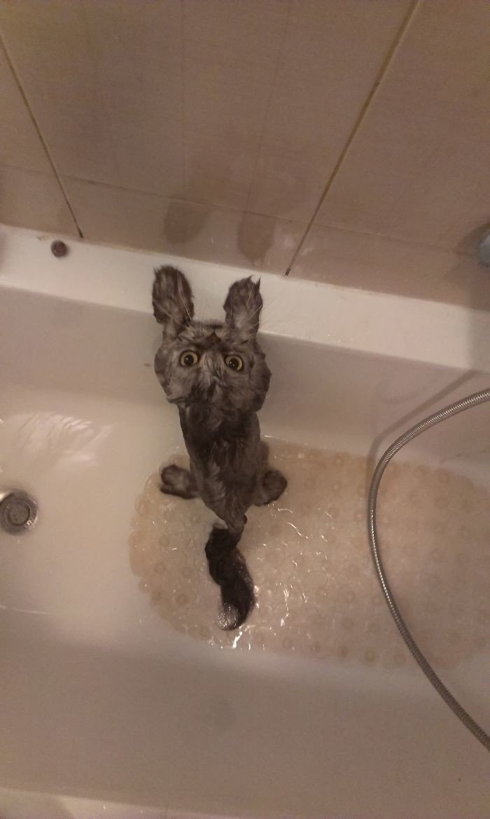 cachorros tomando banho gato pets26 - Pets e a hora do banho!