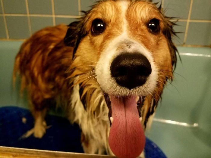 cachorros tomando banho gato pets30 - Pets e a hora do banho!