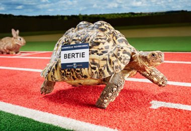 fastest tortoise header tcm25 395304 380x260 - Qual a tartaruga mais rápida do mundo?