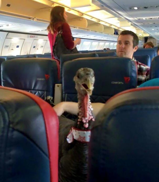 animais em voo permitido avião 30 - Afinal, é permitido animais em voos dentro do avião?