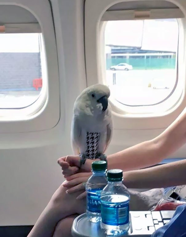animais em voo permitido avião 44 - Afinal, é permitido animais em voos dentro do avião?