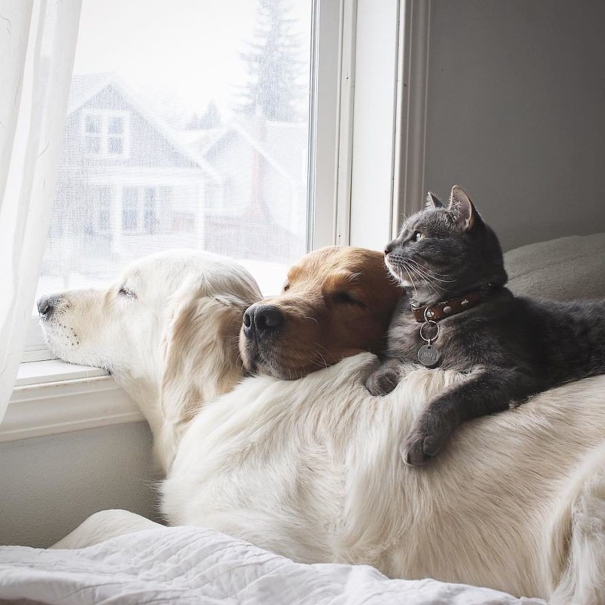 caes e gatos amigos2 - Book fotográfico de cães e gato melhores amigos