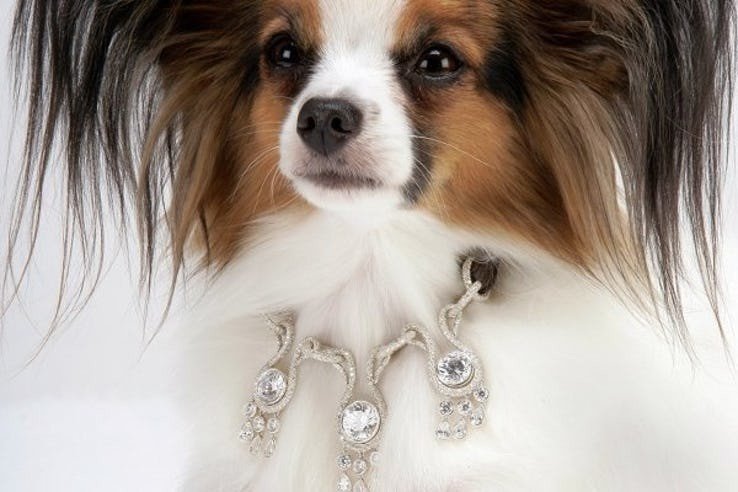 Amour Amour Dog Collars - Você daria este colar para seu Pet?