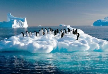 pinguins na antartida 380x260 - Fatos sobre a Antártica que você provavelmente ainda não sabia (Parte 2)