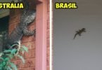 australia bichos lagartixa crocodilo 145x100 - 40 Fotos que provam que a Australia não é para qualquer um