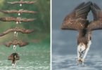 aguia de caça 145x100 - Fotógrafo de Taiwan tira fotos artísticas de pássaros de caça e o resultado é lindo