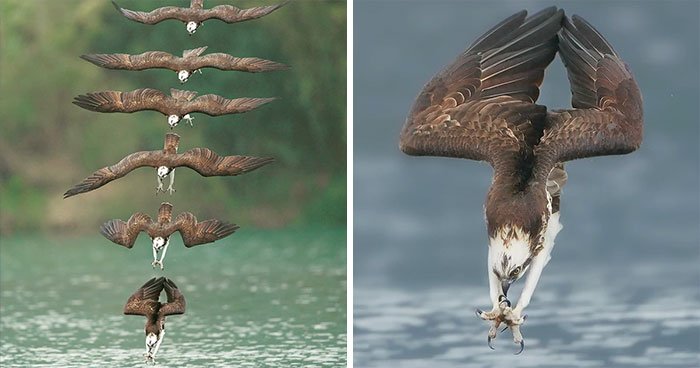aguia de caça - Fotógrafo de Taiwan tira fotos artísticas de pássaros de caça e o resultado é lindo