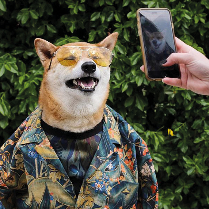 cao famoso - Blogueirinhos pets do Instagram: Eles são mais famosos que você!