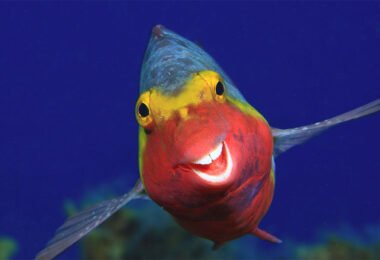 peixe feliz 380x260 - As fotos mais fofas e engraçadas de 2020 do mundo animal!