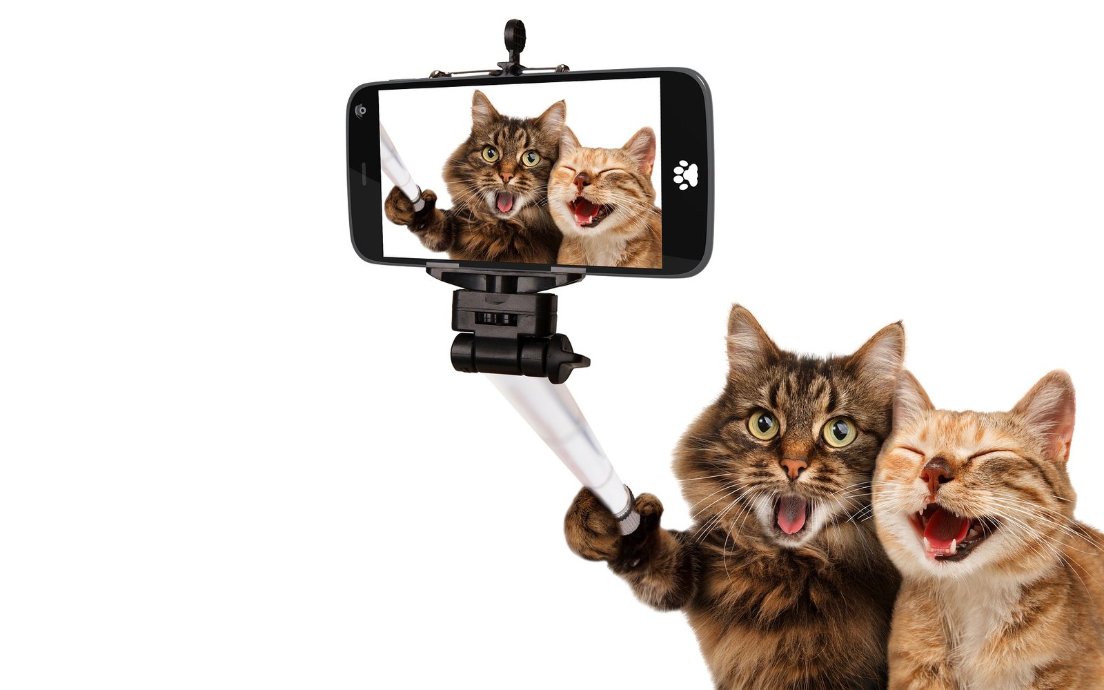pau de selfie drone gatos - Você vai comprar? Drone-self será a mais nova sensação entre os jovens e será comum em um futuro breve